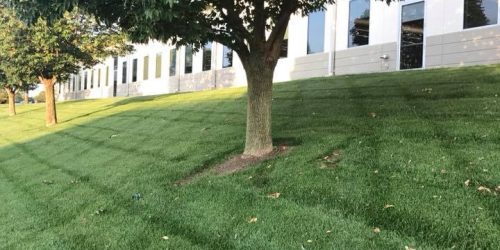 Lawn Care, Lawn Mowing, Grass Cutting, Lawn Maintenance, Lawn Care Business