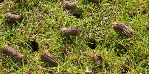 Lawn Aeration & Overseeding, Lawn Maintenance