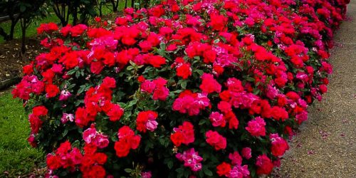 Landscaping, Landscaping Company, Landscaping Contractor, Landscaping Company Landscaping, Landscaping Company, Landscaping Contractor, Landscaping Company