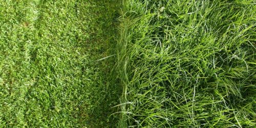 Lawn Fertilization, Lawn Care, Lawn Maintenance, Lawn Service