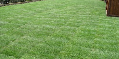 Sod Installation, Sod Installer, Sod Company, Sod Contractor