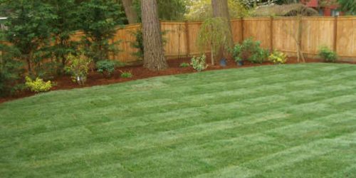 Sod Installation, Sod Installer, Sod Company, Sod Contractor