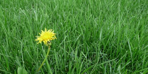 Weed Control - Free Estimates